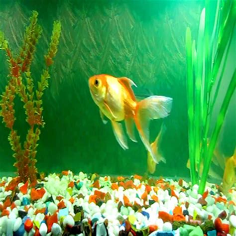 Gold Fish Animated Wallpaper