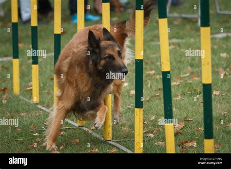 German Shepherd in agility competition Stock Photo - Alamy