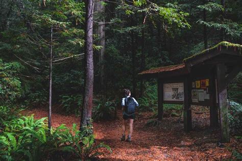 How to See The Redwoods in Oregon - Oregon is for Adventure