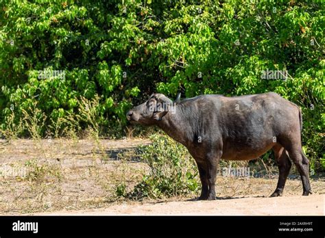 most dangerous animal, african Cape Buffalo at Chobe national park ...