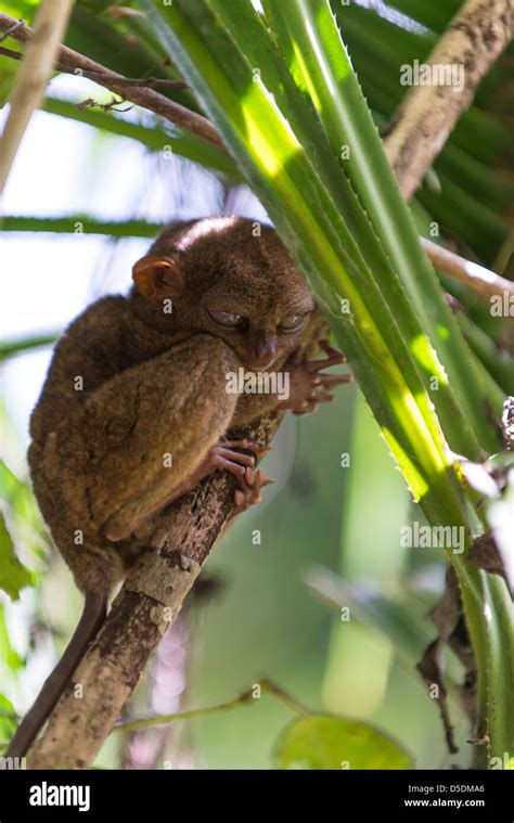 Tarsier monkey hi-res stock photography and images - Alamy