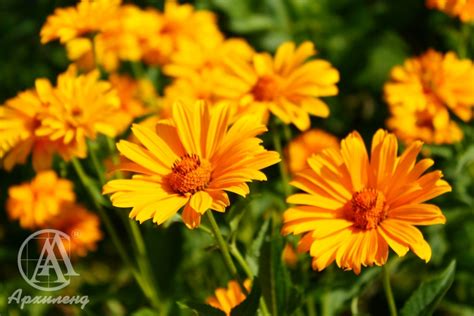 Купить Гелиопсис (Heliopsis) с доставкой почтой в интернет-магазине ...