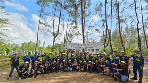 300 Pohon Bakau Ditanam Di Pantai Lamaru Balikpapan Manfaat Mangrove