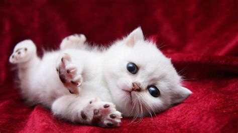 Baby Wallpaper Cute Cats - 598x1064 Wallpaper - teahub.io