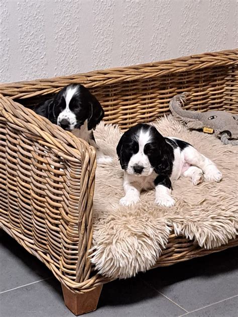 English Cocker Spaniel Kaufen Welpe Aus Gescher DeineTierwelt