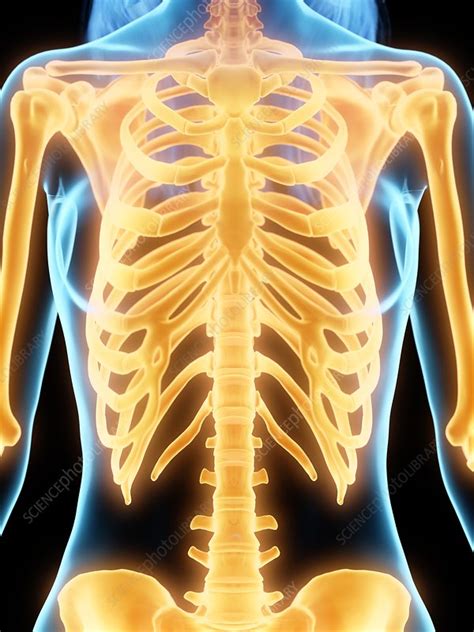 Female Skeleton Illustration Stock Image F027 1443 Science Photo Library