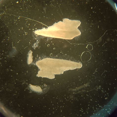 Otoliths – Otolith Lab
