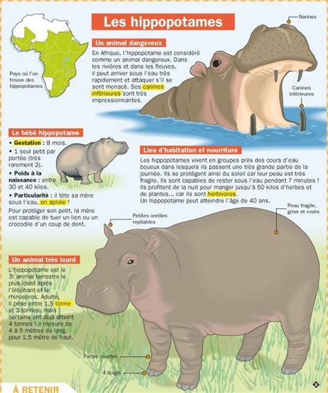 Playbac Presse Digital Documentaire Animaux Hippopotame Animaux Afrique