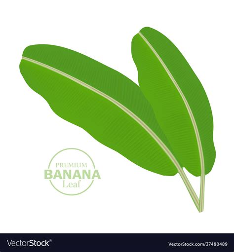 Banana Leaf Single Royalty Free Vector Image VectorStock, 53% OFF