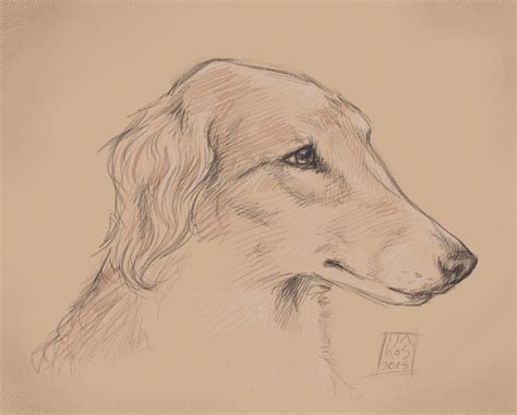 Borzoi Sketch By Theclevercarrot On Deviantart