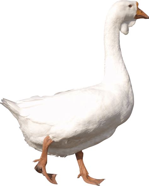 White Adult Goose PNG Image PurePNG Free Transparent CC0 PNG Image