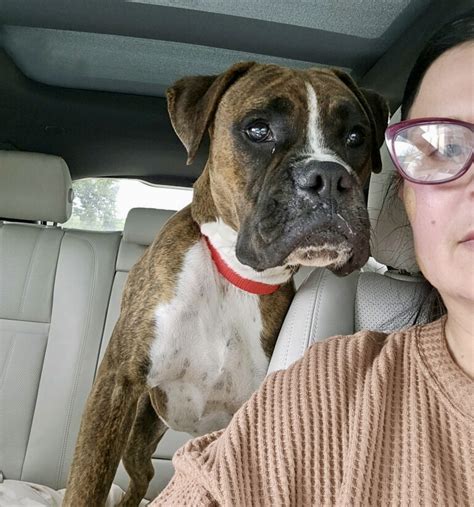 Duke Of Hearts Ch Boxer Rescue