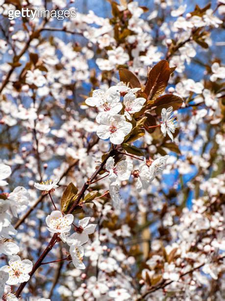 A Sunlit Prunus X Cistena Twig Known As Purple Leaf Sand Cherry Or