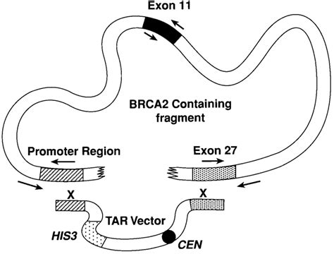 Isolation Of The Human Brca Gene As A Circular Yac Using The Tar Hot Sex Picture