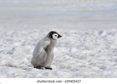 Emperor Penguin Chicks Antarctica Stock Photo 639405427 | Shutterstock