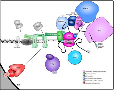 Mammalian Telomeric Complex The Tel Proteins We Analyzed Are Shown To