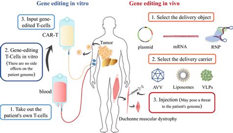 In vivo gene editing versus in vitro gene editing therapy | Download Scientific Diagram