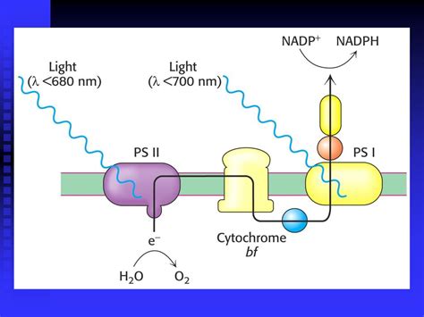 Chloroplasts Calvin Cycle Photosynthetic Electron Transfer And Photophosphorylation Based On