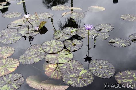 New Orleans Botanical Garden Agua Be Waterlelies En Lotus