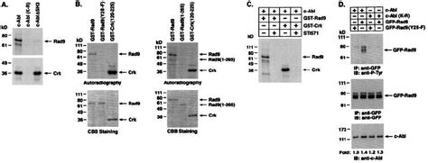 C Abl Phosphorylates Rad On Tyrosine A Recombinant C Abl