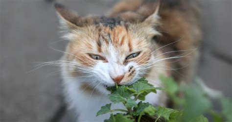 10 Plantas Que Gatos Podem Comer Amo Meu Gato