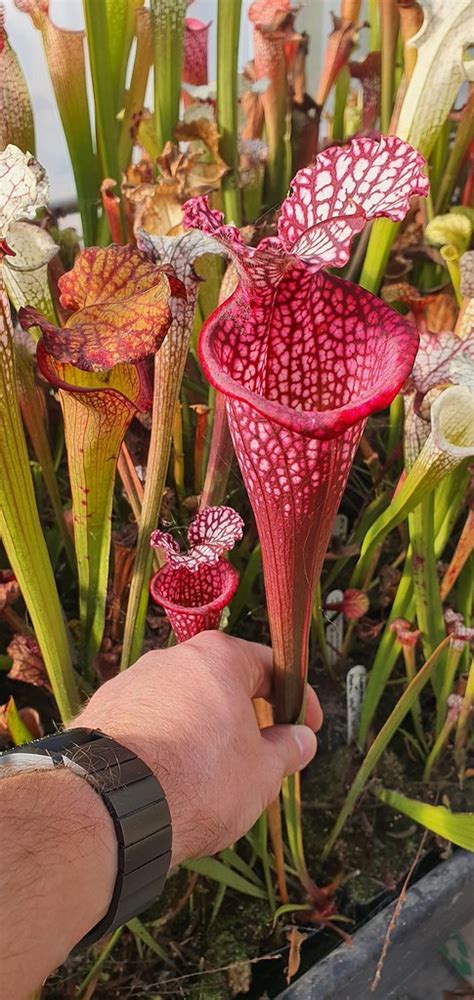 Sarracenia Alicia X Giant Cotton OBH123 Olivier BRES Flickr