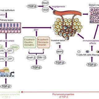 The transforming growth factor-β (TGF-β)/Smad signaling pathway. TGF-β ...