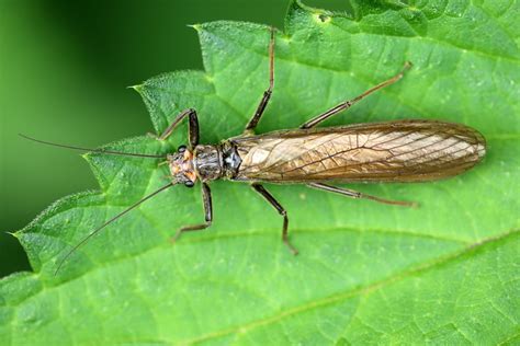 Tennessee Fly Hatch Chart A Comprehensive Guide For Anglers