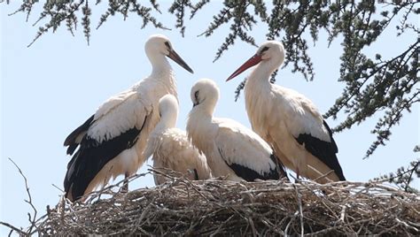 Canette élastique caoutchouc tétine le fléau des déchets une