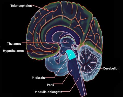 Figure Midbrain Anatomy Image Courtesy S Bhimji Md Statpearls