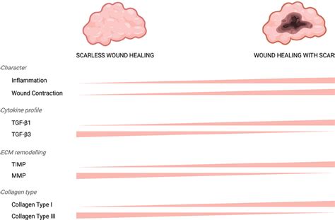 Differences Between Scarless Wound Healing And Traditional Wound