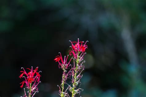 Free Images Nature Grass Branch Blossom Leaf Flower Petal