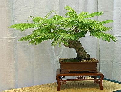 Bonsai Flame Tree - cruiseimage