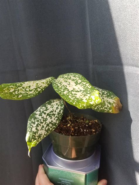 Mystery Babe Seeks Proper Care Handling Guide R Plantclinic