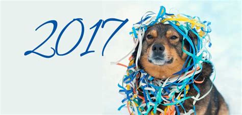 New Year Pet Resolutions - Janesville Veterinary Clinic