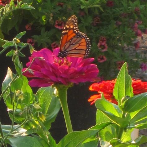 Butterfly Garden Kit