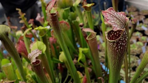 Est Ce Que Les Plantes Carnivores Peuvent Manger Du Fromage De La