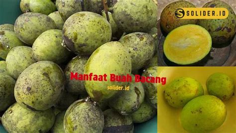 Temukan 5 Manfaat Buah Bacang yang Jarang Diketahui - Solider