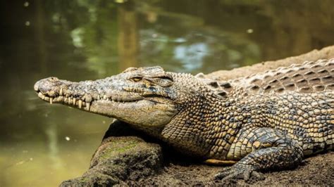 Do Crocodiles Shed Their Skin Answered