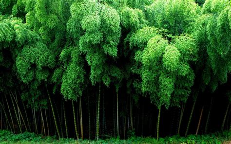 Bamboo Hd Wallpapers Top Free Bamboo Hd Backgrounds Wallpaperaccess