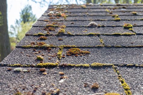 Roof Algae Understanding The Causes Behind Its Appearance