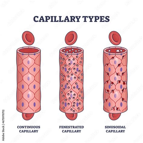 Capillary Types With Continuous Fenestrated And Sinusoidal Outline