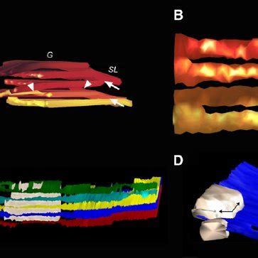 Reconstructed Structures of Granum-Stroma Assemblies. | Download Scientific Diagram