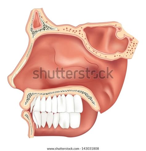 Inferior Nasal Concha Photos and Images & Pictures | Shutterstock