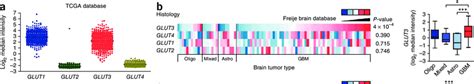 GLUT3 expression is significantly increased in glioblastomas compared... | Download Scientific ...