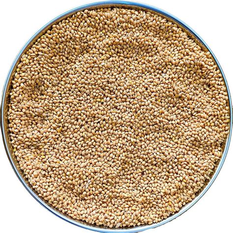 Kangani Bareek Kangani White Kangani Millet Seeds Birds Feed Birds