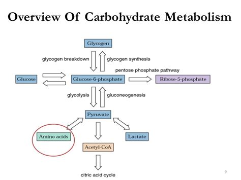 Metabolism OF Carbohydrates | المدونة العلمية