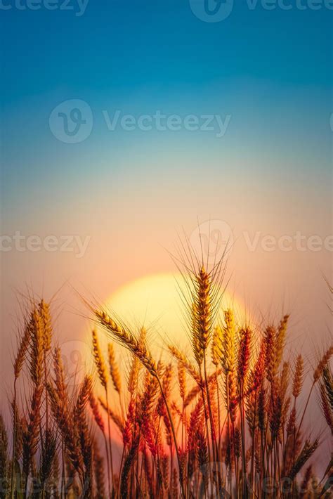 Beautiful Landscape Of Golden Wheat Field With Sunset Natural