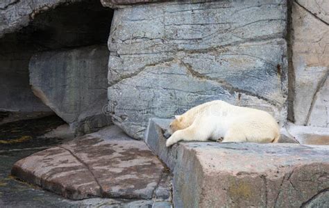 A Polar Bear in the Outdoor Area in Copenhagen Zoo. Stock Image - Image ...