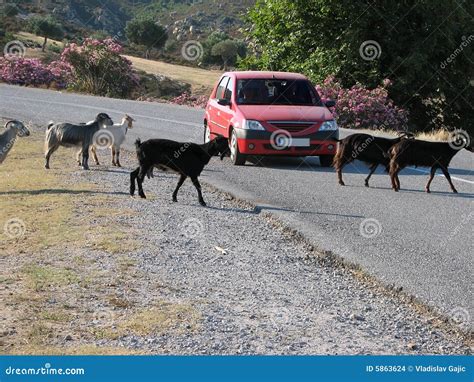 Goats On The Road Stock Photo Image Of Curve Blue Stone 5863624